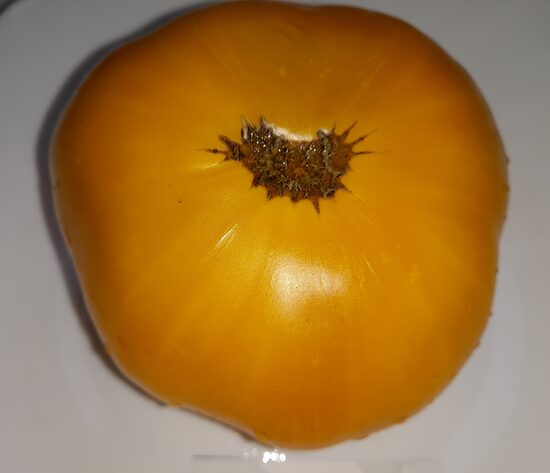 Гном Иволга